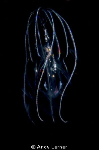 Small "electric" jelly at night, with changing light patt... by Andy Lerner 